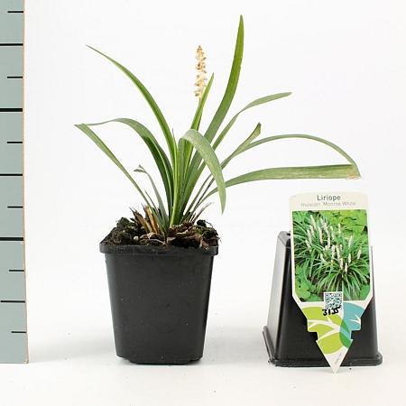 Liriope muscari 'Monroe White' Pot 9 cm