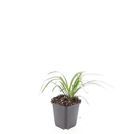 Liriope muscari 'Monroe White' Pot 9 cm