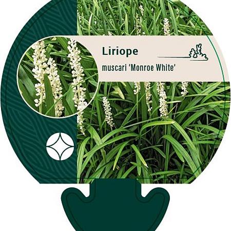 Liriope muscari 'Monroe White' Pot 9 cm