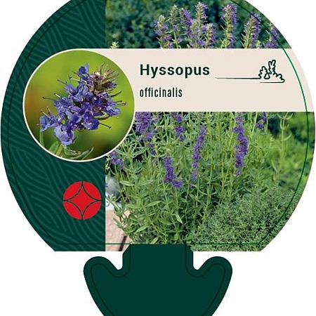 Hyssopus officinalis Pot 9 cm