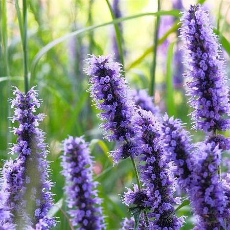 Hyssopus officinalis Pot 9 cm