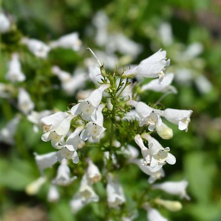 Penstemon 'White Bedder' Pot 9 cm