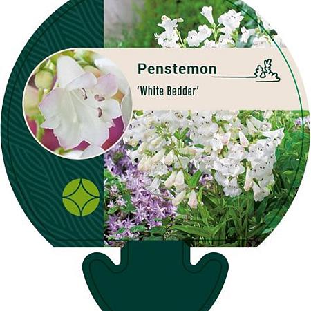 Penstemon 'White Bedder' Pot 9 cm