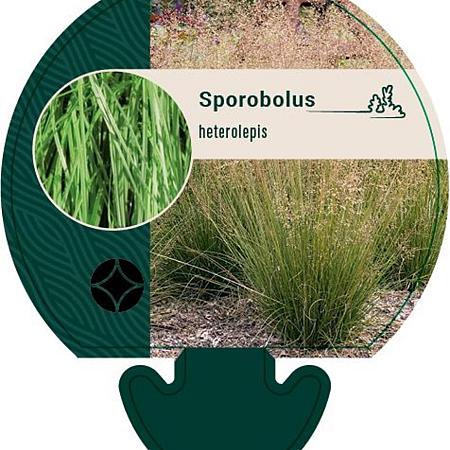 Sporobolus heterolepis Pot 9 cm