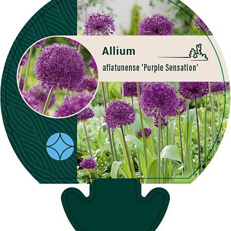 Allium afl. 'Purple Sensation' Pot 9 cm