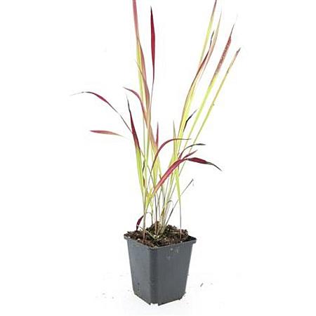 Imperata cylindrica 'Red Baron' Pot 9 cm