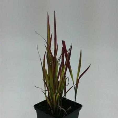 Imperata cylindrica 'Red Baron' Pot 9 cm