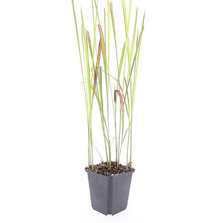 Imperata cylindrica 'Red Baron' Pot 9 cm