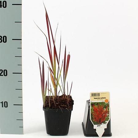 Imperata cylindrica 'Red Baron' Pot 9 cm