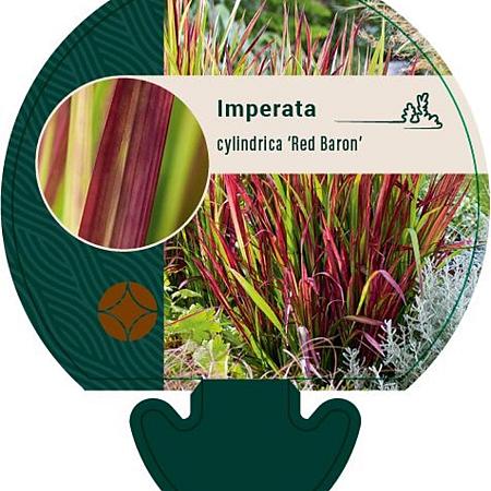 Imperata cylindrica 'Red Baron' Pot 9 cm