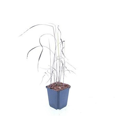 Imperata cylindrica 'Red Baron' Pot 9 cm