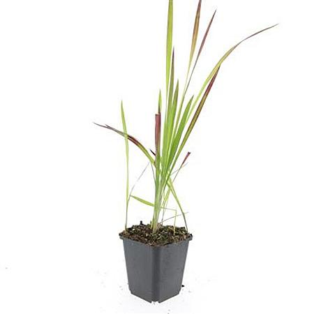 Imperata cylindrica 'Red Baron' Pot 9 cm