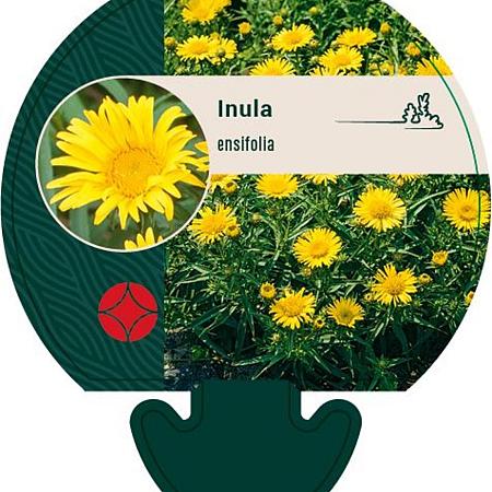 Inula ensifolia Pot 9 cm