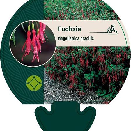 Fuchsia magellanica gracilis Pot 9 cm