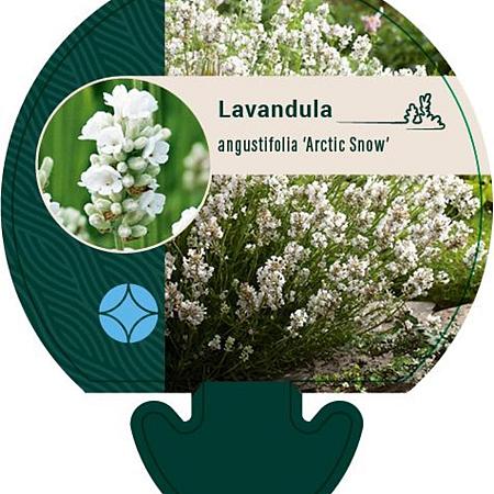 Lavandula ang. 'Arctic Snow' Pot 9 cm