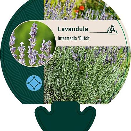 Lavandula int. 'Dutch' Pot 9 cm