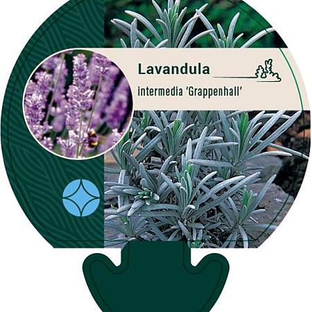 Lavandula int. 'Grappenhall' Pot 9 cm