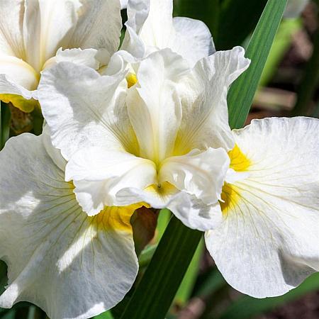 Iris sanguinea 'Snow Queen' Pot 9 cm