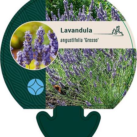 Lavandula int. 'Grosso' Pot 9 cm