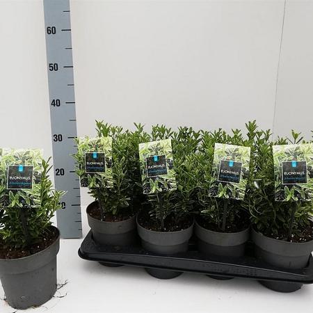 Euonymus jap. 'Microphyl. Albovar.' Pot 7,5 Liter 