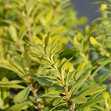 Pittosporum tob. 'Nanum' Pot 3 Liter 