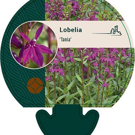 Lobelia 'Tania' Pot 9 cm
