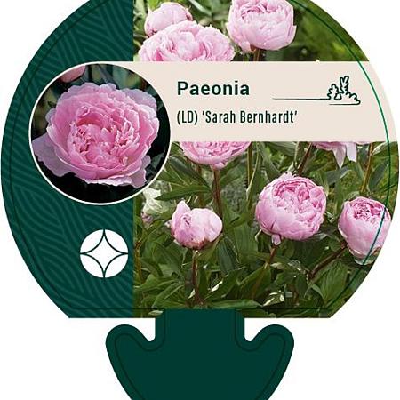 Paeonia (LD) 'Sarah Bernhardt' Pot 11 cm