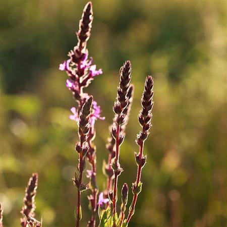 Verbena hastata 'Rosea' Pot 9 cm