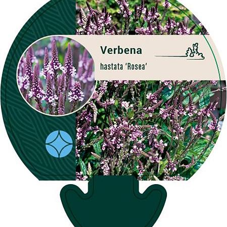 Verbena hastata 'Rosea' Pot 9 cm