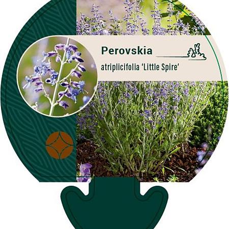 Perovskia atripl. 'Little Spire' Pot 9 cm