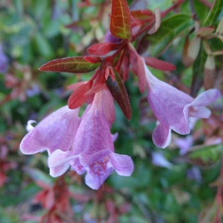 Abelia 'Edward Goucher' Pot 10 liter