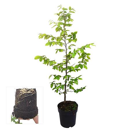 Carpinus betulus 100 - 125 cm