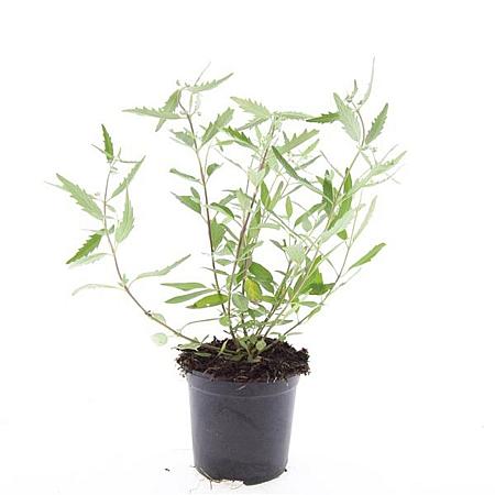 Caryopteris cland. 'Heavenly Blue' Pot 1,5 liter