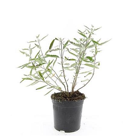 Caryopteris cland. 'Heavenly Blue' Pot 1,5 liter