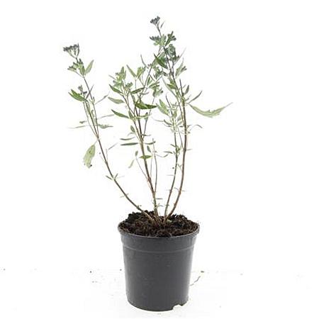 Caryopteris cland. 'Heavenly Blue' Pot 1,5 liter