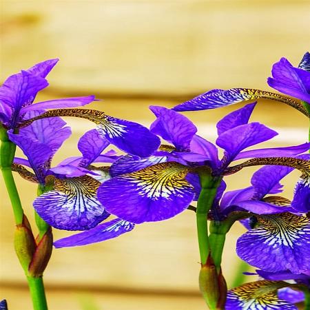 Iris sibirica Pot 9 cm