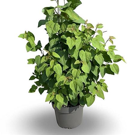 Cercidiphyllum japonicum Pot 4 Liter 60 - 80 cm