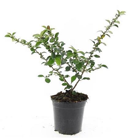 Chaenomeles j. 'Sargentii' Pot 1,5 liter