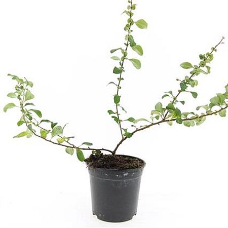 Chaenomeles j. 'Sargentii' Pot 1,5 liter