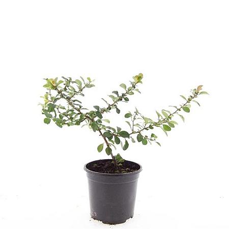 Chaenomeles j. 'Sargentii' Pot 1,5 liter