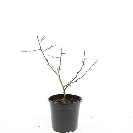 Chaenomeles sup. 'Crimson and Gold' Pot 1,5 liter