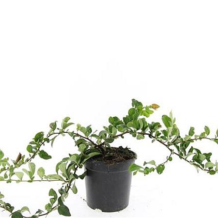 Chaenomeles sup. Pink Trail Pot 1,5 liter
