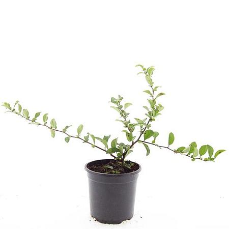 Chaenomeles sup. Pink Trail Pot 1,5 liter