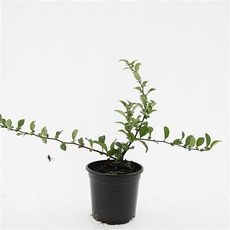 Chaenomeles sup. Pink Trail Pot 1,5 liter