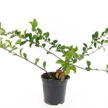 Chaenomeles sup. Pink Trail Pot 1,5 liter