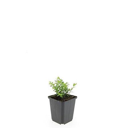 Chaenomeles sup. Pink Trail Pot 1,5 liter