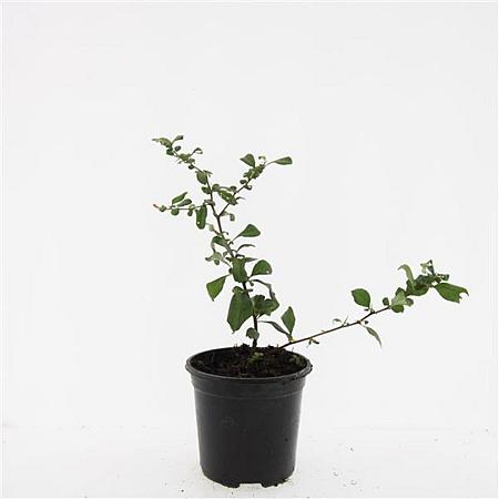 Chaenomeles sup. 'Red Trail' Pot 1,5 liter