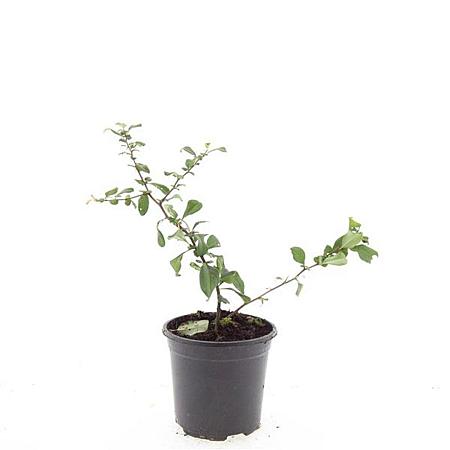 Chaenomeles sup. 'Red Trail' Pot 1,5 liter