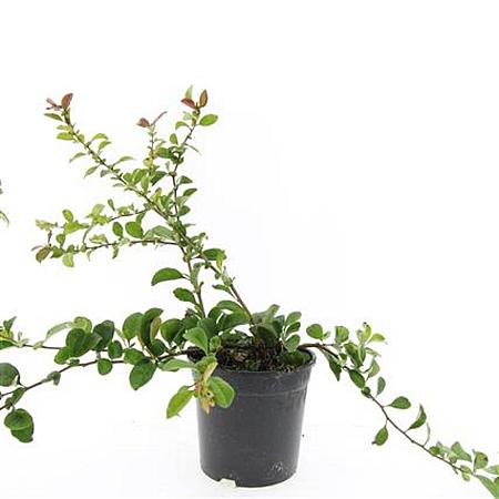 Chaenomeles sup. 'Red Trail' Pot 1,5 liter