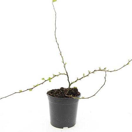 Chaenomeles sup. 'Red Trail' Pot 1,5 liter